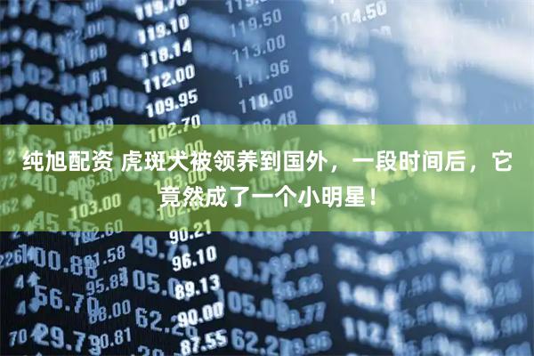 纯旭配资 虎斑犬被领养到国外，一段时间后，它竟然成了一个小明星！